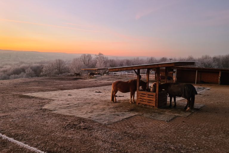 Pferde sind Lauftiere. Es liegt auf der Hand, dass Sie ausreichend freie Bewegung brauchen, um physisch und psychisch gesund zu bleiben. Un deshalb haben domestizierte Pferde noch immer einen ähnlichen Bewegungsbedarf wie Ihre wildlebenden Vorfahren. Wir können Ihnen diese Bewegung bei uns bieten. Die Pferde stehen auf tollen Weiden, teilweise auch mitten im Wald. Was könnte es schöneres geben?